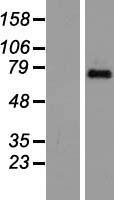 TAF6 Human Over-expression Lysate