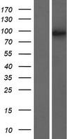 TAF4B Human Over-expression Lysate