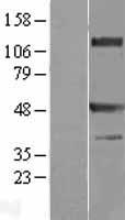 TRAF1 Human Over-expression Lysate