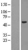 ZNF239 Human Over-expression Lysate