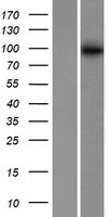 ABCB6 Human Over-expression Lysate