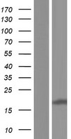 CNIH (CNIH1) Human Over-expression Lysate