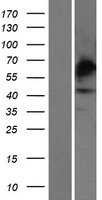 Carbohydrate sulfotransferase 4 (CHST4) Human Over-expression Lysate