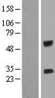 IGSF6 Human Over-expression Lysate