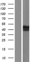 p40 (RABEPK) Human Over-expression Lysate