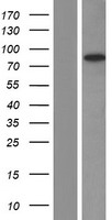 EFS Human Over-expression Lysate