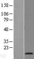 BET1 Human Over-expression Lysate