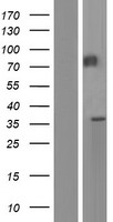 Meprin beta (MEP1B) Human Over-expression Lysate