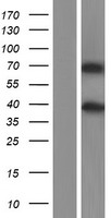 MMP16 Human Over-expression Lysate