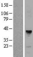 MFAP3 Human Over-expression Lysate