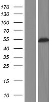 alpha Tubulin (TUBA3C) Human Over-expression Lysate