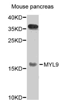 MYL9 antibody