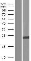 Histone H1x (H1FX) Human Over-expression Lysate