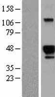 HS3ST2 Human Over-expression Lysate