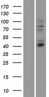 HS3ST3B1 Human Over-expression Lysate