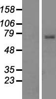 TCIRG1 Human Over-expression Lysate