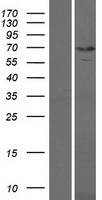 KBTBD10 (KLHL41) Human Over-expression Lysate