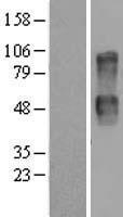 CD164 Human Over-expression Lysate