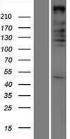 ARID1A Human Over-expression Lysate