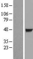 C10orf7 (CDC123) Human Over-expression Lysate