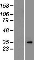CACNG2 Human Over-expression Lysate