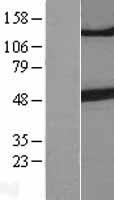 beta III Tubulin (TUBB3) Human Over-expression Lysate