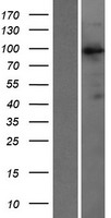 VAV3 Human Over-expression Lysate