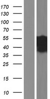CD2BP2 Human Over-expression Lysate