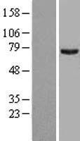 PRMT5 Human Over-expression Lysate