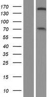 NFRKB Human Over-expression Lysate