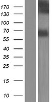 NTN3 Human Over-expression Lysate