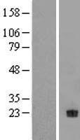 Neurotrophin 4 (NTF4) Human Over-expression Lysate
