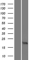 Olfactory Marker Protein (OMP) Human Over-expression Lysate