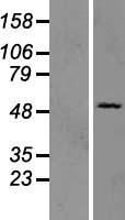 OAS3 Human Over-expression Lysate