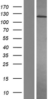 PDGF Receptor alpha (PDGFRA) Human Over-expression Lysate