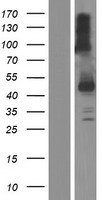 SERPINI2 Human Over-expression Lysate