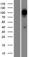 PPEF2 Human Over-expression Lysate