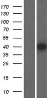 BRN3A (POU4F1) Human Over-expression Lysate