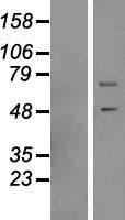 DNAJC3 Human Over-expression Lysate