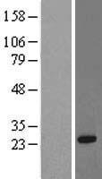 RRAS Human Over-expression Lysate