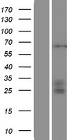 ST3GAL4 Human Over-expression Lysate