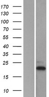 TAF10 Human Over-expression Lysate