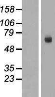 BASP1 Human Over-expression Lysate