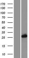 PCGF3 Human Over-expression Lysate