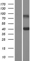 CLEC10A Human Over-expression Lysate