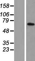 TIMM44 Human Over-expression Lysate