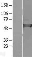 CAP2 Human Over-expression Lysate