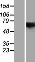 RBM14 Human Over-expression Lysate