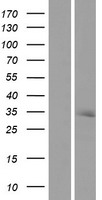 Ribonuclease H2, subunit A (RNASEH2A) Human Over-expression Lysate