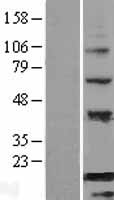 BATF Human Over-expression Lysate